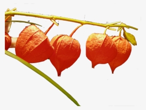 Chinese Lantern Flowers Png Image File - Seeds And Things 50 + Seeds, Chinese Lantern (physalis