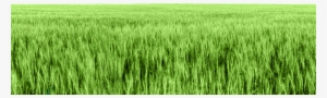 Background-grass - Paddy Field