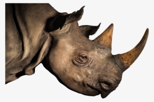 Rhinoceros Horn Elephant Loveliveserve - Rhinoceros Head Png