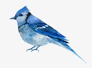 Hand Painted One Only Aura Bird Png Transparent - Blue Jay No Background