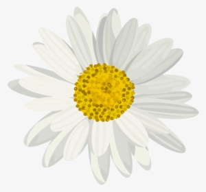 Art Images, Daisy, Clip Art, Art Pictures, Daisies, - Daisy Flower White Background