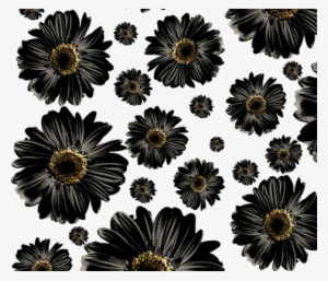 Fuchsia Daisies