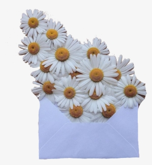 Daisies Daisy White Orange Polyvore Moodboard Filler - Aesthetic Love Letter