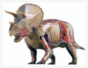 Deluxe Triceratops Anatomy Model - 4d Master Triceratops Anatomy Model