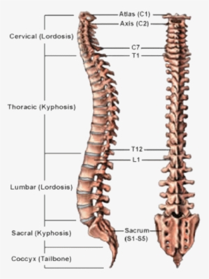 May 23, - Anatomy Of Spine