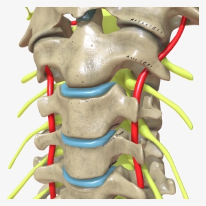 Cervical Spine Cross View