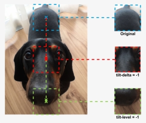 Gst Ptzr Bartok Tilt Level Delta - Dog