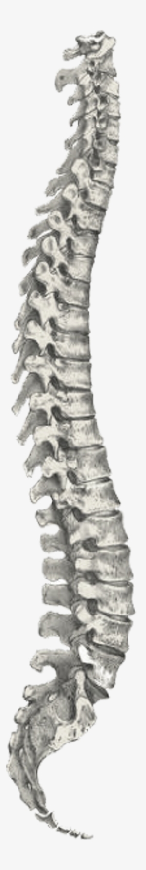 The Spine Is Composed Of 33 Interlocking Bones Called - Skeletal Diagram Of The Human Body