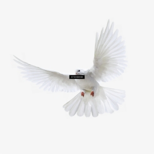 Pigeon Голубь