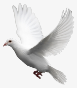 White Flying Pigeon Png Image, Download Png Image With - Pigeon White Png