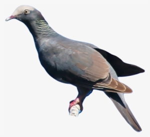 White-crowned Pigeon - Rock Dove