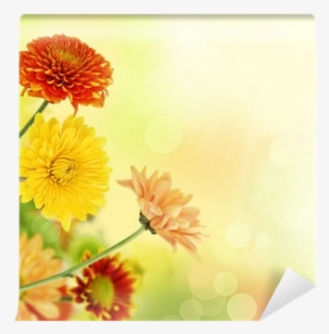 Colorful Mums Flowers On Warm Bokeh Background Wall