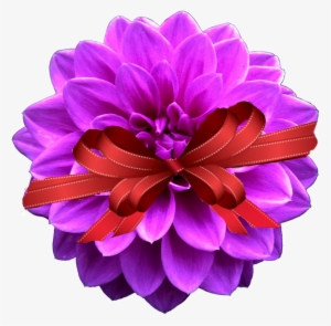 Special - Георгин Png