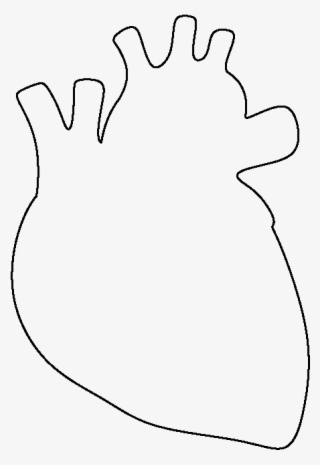 Human Heart Drawing Png Svg Free Library - Anatomical Heart Drawing Simple