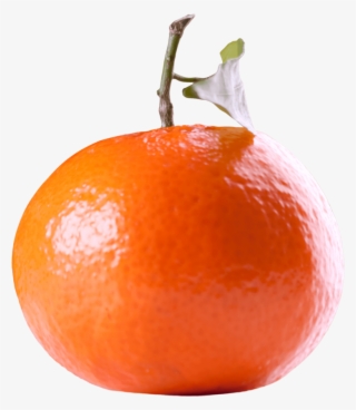 Tangerine Citrus Fruit - Mandarin Orange