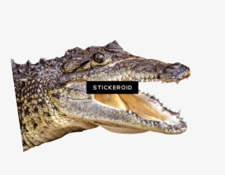 Crocodile - American Crocodile