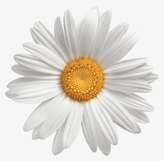 Transparent Background Flower Daisy Png