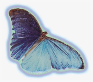 Powered By Squarespace - Common Blue