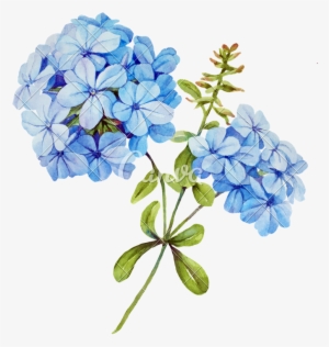 Invitation Square Dark Teal With Watercolor Hydrangea - Blue Jasmine Flower