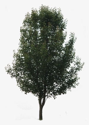 Tree Png - High Quality Tree Png
