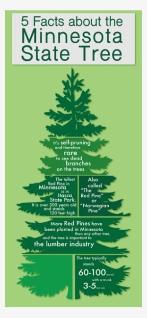 5 Facts About Minnesota State Tree - Pine Tree Vector Png
