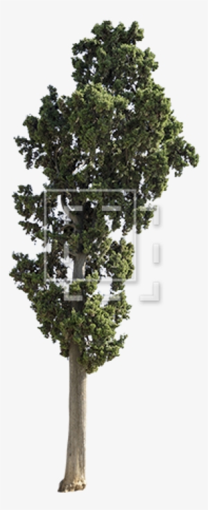 Cutout People, Trees - Tree Model Corona 3d