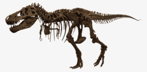 Download - T Rex Skeleton Png