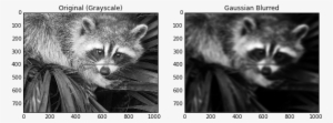 ") Plt - Raccoon In Den Pflanzen Postkarte