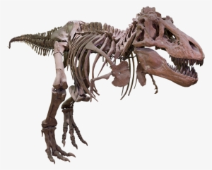 T Rex Png Background Image - Tyrannosaurus