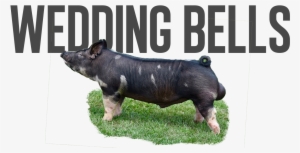 Wedding Bells - Domestic Pig