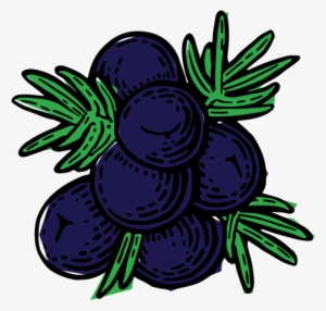 Mayfield Gin Botanical Juniper Berries - Vector Graphics