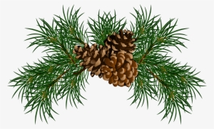 Pine Cone Branch Png - Pine Cones Clip Art