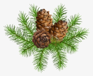 Pine Branch With Cones Png Clip Art Image - Pine Branch With Cones
