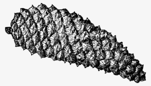 Pine Cone - Pine Cone * Png