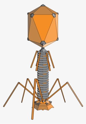 Bacteriophages Are 20 Sided, But With Legs - Virus Bacteriophage