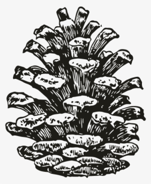 smock pinecone 2 motif - southern culture on the skids electric pinecones