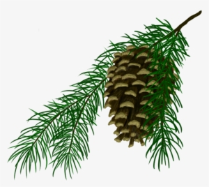 Pine Cone - Pond Pine