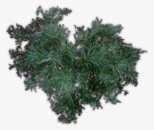 Pine Jhd F - Evergreen