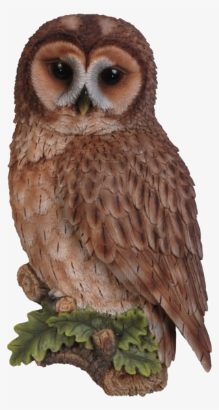 Owl Png Transparent - Vivid Arts Tawny Owl Plaque