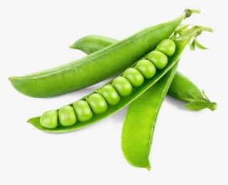 Pea Png Free Download - Peas Vegetable