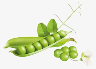 Green Pea - Cartoon Legumes