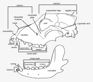 incisors present in upper and lower jaws - illinois