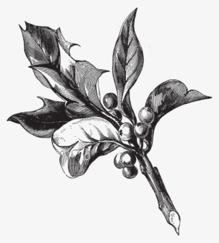 Holly-berries - Illustration