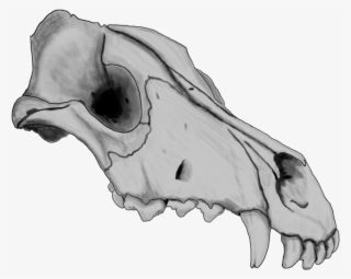 18014157 Dog Skull By Szczygly-d6qh39p1 - Animal Jam Clans
