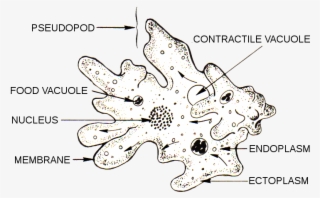 Anatomy Of An Amoeba - Parts Of An Amoeba