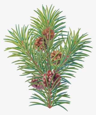 Pine Tree Branch - Pine