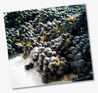 Muntra-uvas - Bilberry