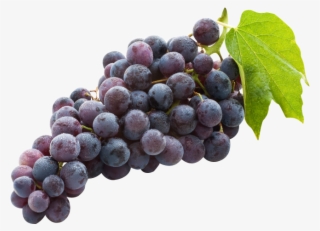 Image18 - Black Grapes