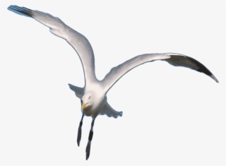 Free Flying Bird Gif Transparent - Design Transparent PNG - 1280x1024 -  Free Download on NicePNG