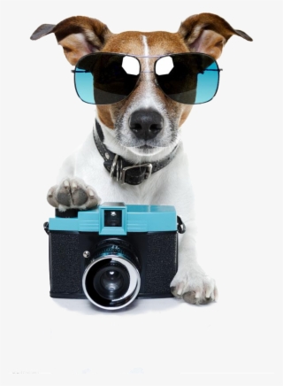 Casey Neistat - Jack Russell With Camera